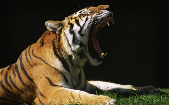 Обои картинки фото животные, тигры, пасть, зевает, тигр