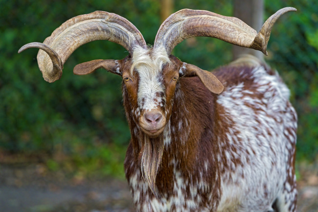 Обои картинки фото животные, козы, рога, борода