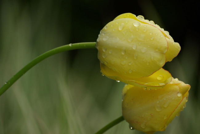 Обои картинки фото цветы, тюльпаны, капли, желтый