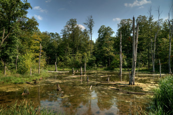 Картинка природа лес кочки стволы осока болото