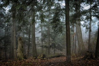 Картинка природа лес стволы сумрак туман