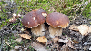 Картинка природа грибы боровики