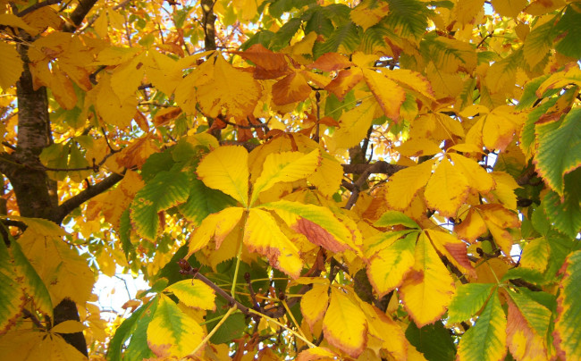 Обои картинки фото природа, листья, каштан, дерево, осень, желтые