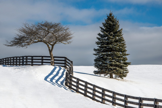 Обои картинки фото природа, зима, поле, дерево, ель, забор, снег