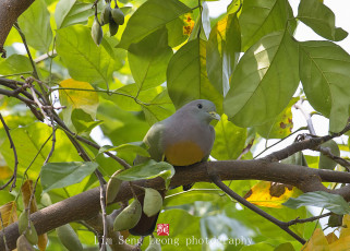 Картинка животные голуби птица взгляд дерево листья стручки голубь