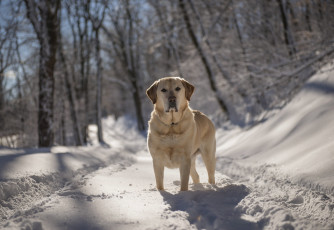 Картинка животные собаки собака взгляд друг зима лес снег