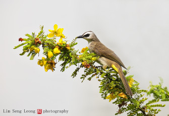 Картинка животные птицы птица ветка цветы фон макро