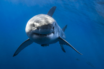 обоя great white shark, животные, акулы, акула, глубина, океан