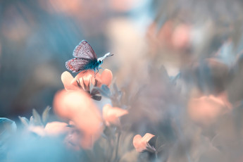Картинка животные бабочки +мотыльки +моли цветок боке бабочка