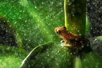 Картинка животные лягушки боке капли лист древесная лягушка