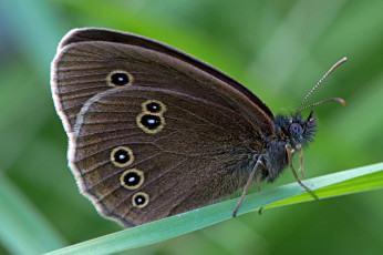 Картинка aphantopus+hyperantus+-+the+ringlet животные бабочки +мотыльки +моли бабочка