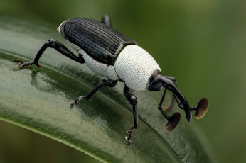 Картинка black+&+white+weevil животные насекомые жучок