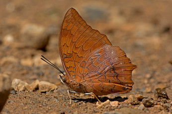 Картинка charaxes+marmax+-+yellow+rajah животные бабочки +мотыльки +моли бабочка