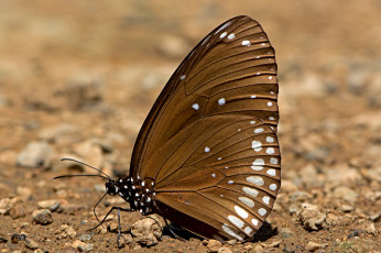 Картинка euploea+core+-+common+indian+crow животные бабочки +мотыльки +моли бабочка