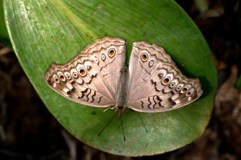 Картинка junonia+atlites+-+grey+pansy животные бабочки +мотыльки +моли бабочка