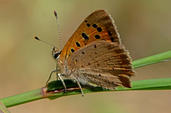 Картинка lycaena+phlaeas+-+small+copper животные бабочки +мотыльки +моли бабочка