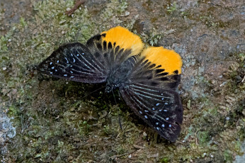 Картинка mooreana+trichoneura+-+yellow+flat животные бабочки +мотыльки +моли бабочка