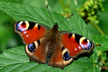 Картинка nachis+io+-+the+peacock животные бабочки +мотыльки +моли бабочка