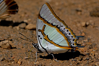 Картинка polyura+eudamippas+-+great+nawab животные бабочки +мотыльки +моли бабочка