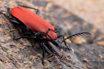 Картинка pyrochroa животные насекомые жучок