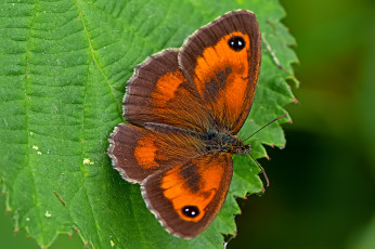 Картинка pyronia+tithonus+-+gatekeeper животные бабочки +мотыльки +моли бабочка