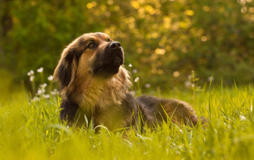 Картинка животные собаки пёс wonderful dog life трава
