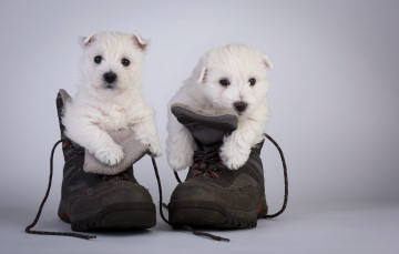 Картинка животные собаки ботинки щенки