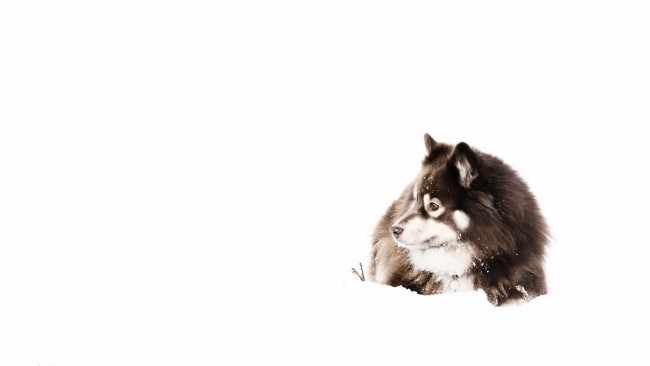 Обои картинки фото животные, собаки, собака, снег, взгляд