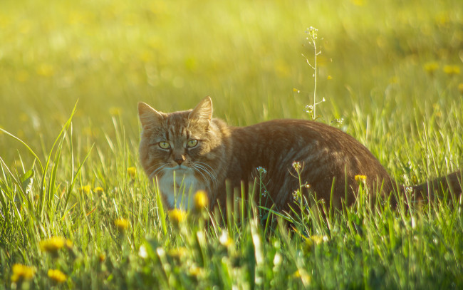 Обои картинки фото животные, коты, киса, коте, взгляд, рыжий, луг, трава