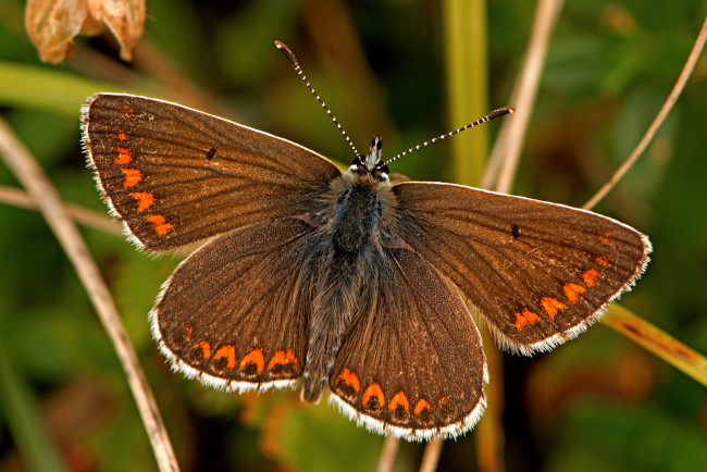 Обои картинки фото aricia agestis - brown argus, животные, бабочки,  мотыльки,  моли, бабочка