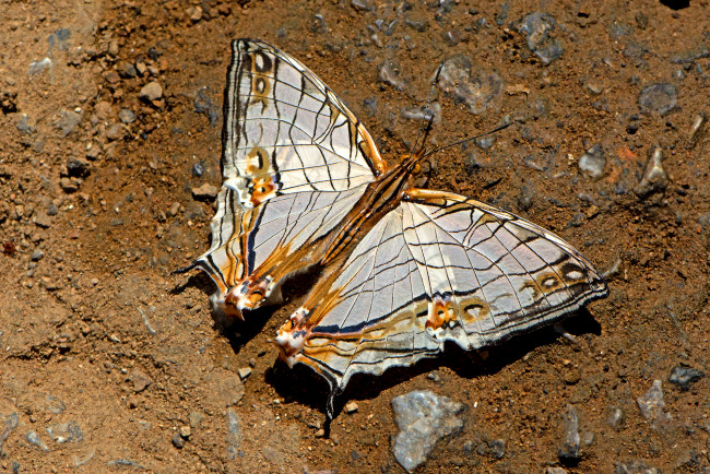 Обои картинки фото cyrestis thyodamas - common map, животные, бабочки,  мотыльки,  моли, бабочка