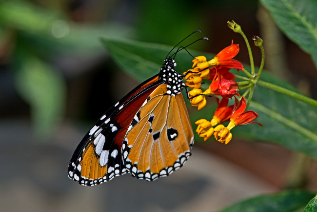 Обои картинки фото danaus chrysippus - plain tiger, животные, бабочки,  мотыльки,  моли, бабочка