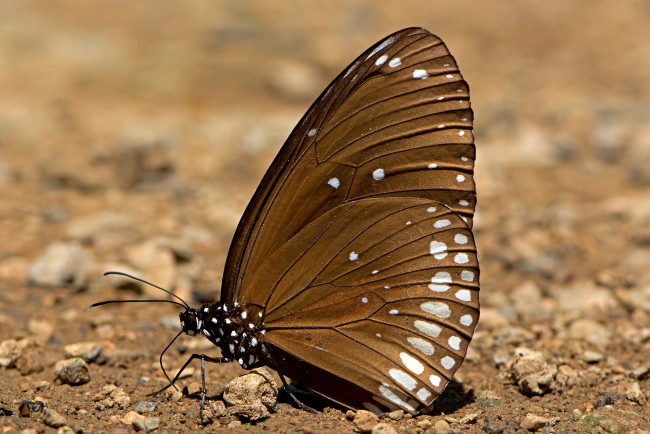 Обои картинки фото euploea core - common indian crow, животные, бабочки,  мотыльки,  моли, бабочка