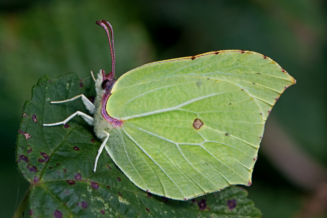 Обои картинки фото gonepteryx rhamni - the brimstone, животные, бабочки,  мотыльки,  моли, бабочка