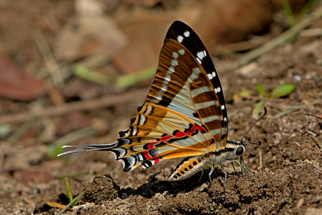 Обои картинки фото graphium nomius - spot swordtail, животные, бабочки,  мотыльки,  моли, бабочка