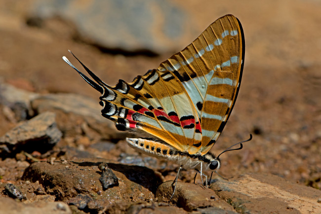 Обои картинки фото graphium nomius - spot swordtail, животные, бабочки,  мотыльки,  моли, бабочка