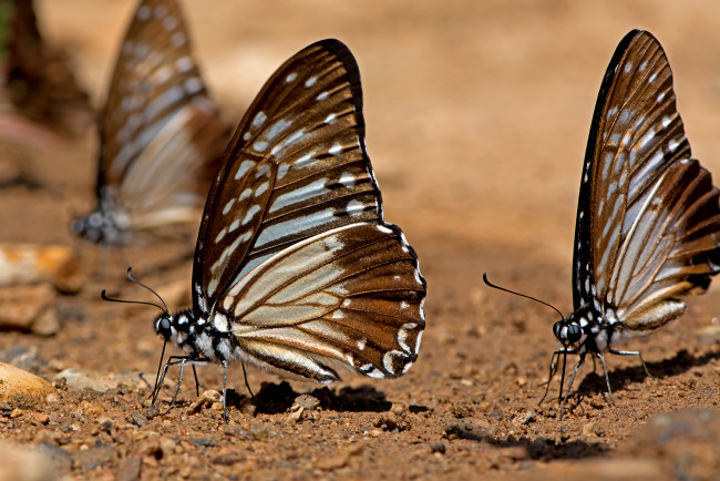 Обои картинки фото graphium xenocles - the great zebra, животные, бабочки,  мотыльки,  моли, бабочка