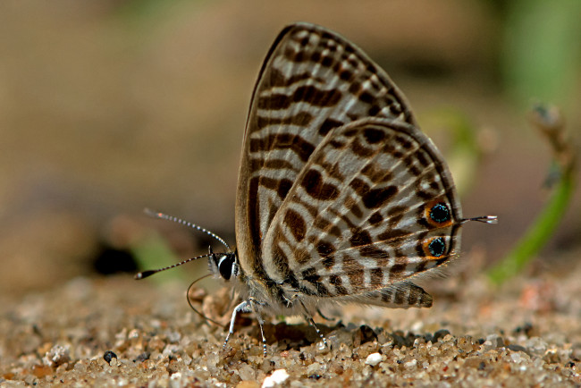 Обои картинки фото leptotes plinius - zebra blue, животные, бабочки,  мотыльки,  моли, бабочка