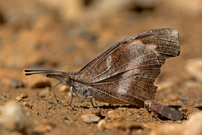 Обои картинки фото libythea myrrha - club beak, животные, бабочки,  мотыльки,  моли, бабочка