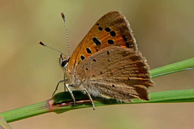 Обои картинки фото lycaena phlaeas - small copper, животные, бабочки,  мотыльки,  моли, бабочка