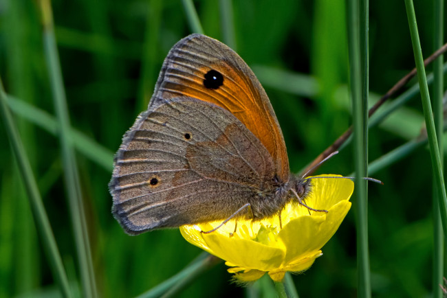 Обои картинки фото maniola jurtina - meadow brown, животные, бабочки,  мотыльки,  моли, бабочка