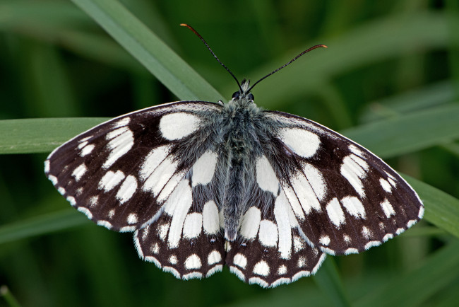 Обои картинки фото melanargia galathea - marbled white, животные, бабочки,  мотыльки,  моли, бабочка