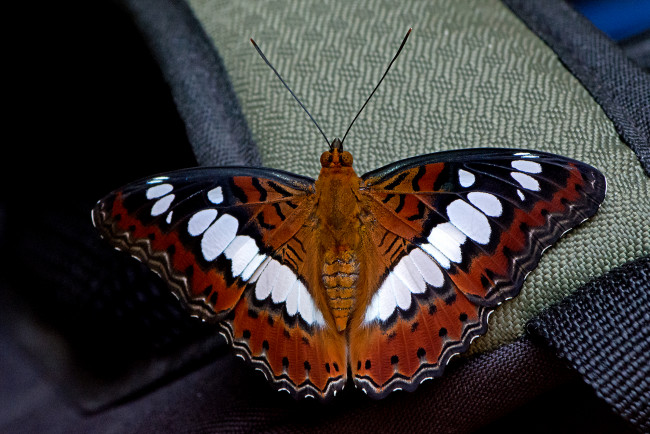 Обои картинки фото moduza procris - the commander, животные, бабочки,  мотыльки,  моли, бабочка