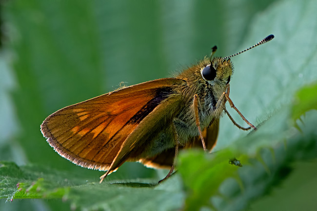Обои картинки фото ochlodes venata - large skipper, животные, бабочки,  мотыльки,  моли, бабочка