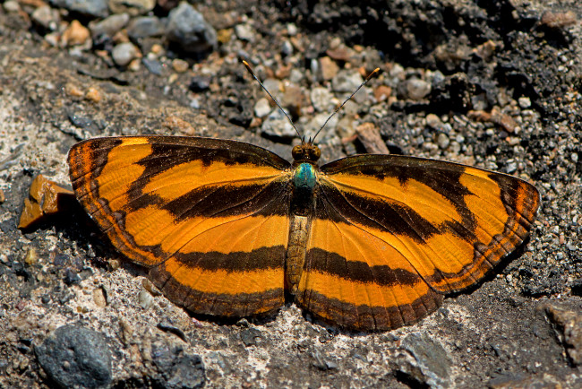 Обои картинки фото pantoporia hordonia - common lascar, животные, бабочки,  мотыльки,  моли, бабочка