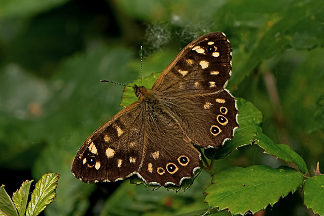 Обои картинки фото pararge aegeria - speckled wood, животные, бабочки,  мотыльки,  моли, бабочка