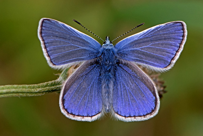 Обои картинки фото polyommatus icarus - common blue, животные, бабочки,  мотыльки,  моли, бабочка