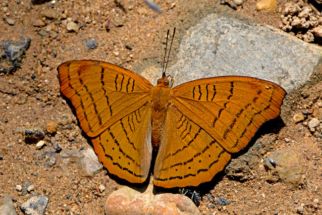 Обои картинки фото pseudergolis wedah - the tabby, животные, бабочки,  мотыльки,  моли, бабочка