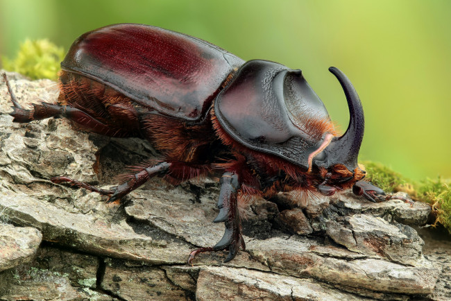 Обои картинки фото rhinoceros beetle - neushoornkever, животные, насекомые, жук