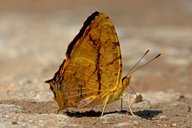 Обои картинки фото symbrenthia lilaea - common jester, животные, бабочки,  мотыльки,  моли, бабочка